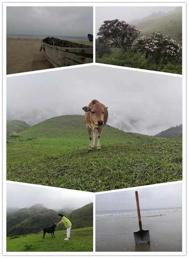 5月1日，陽西藍(lán)袍藍(lán)看海，陽春雞籠頂?shù)巧劫p高山杜鵑