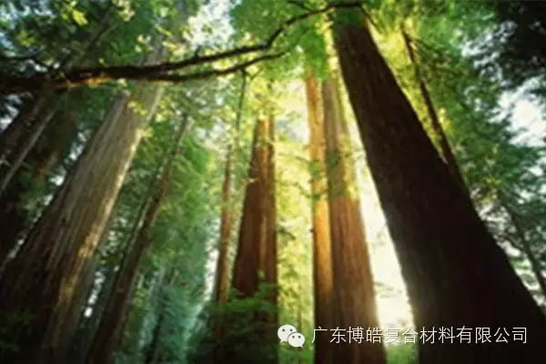 【博皓感悟】欲為大樹，莫與草爭-2