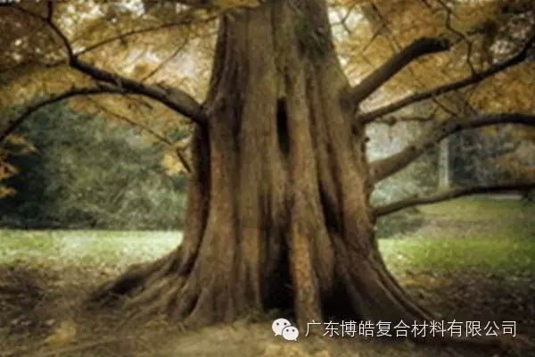 【博皓感悟】欲為大樹，莫與草爭-4